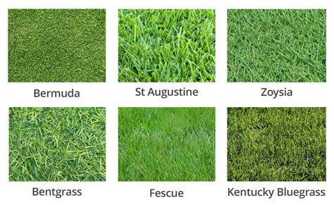 southern grass types