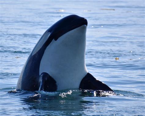 southern resident killer whale