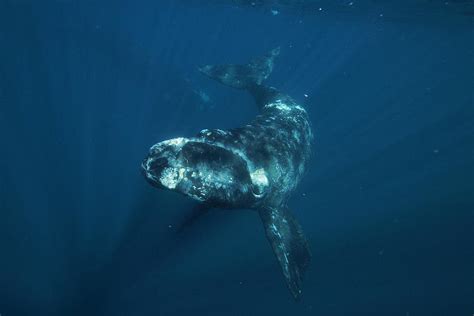 southern right whale calf
