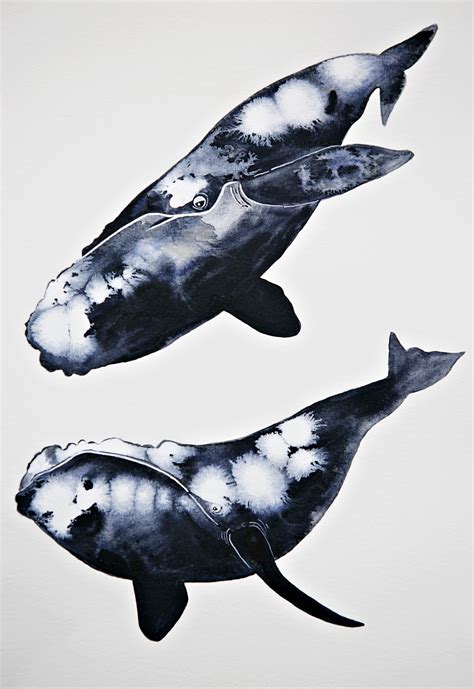 southern right whale drawing