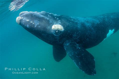 southern right whale eubalaena australis