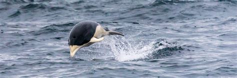 southern right whale falkland islands