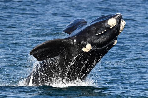 southern right whale images