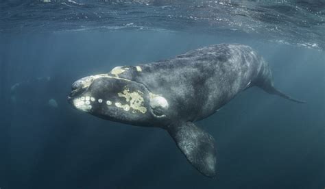 southern right whale migration