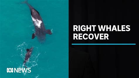 southern right whale recovery