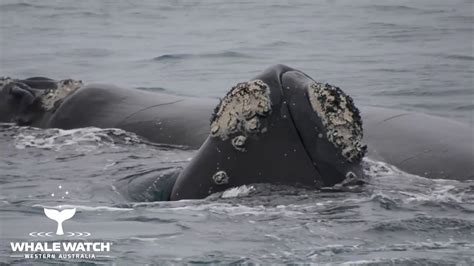 southern right whale reproduction