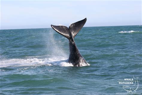 southern right whale tail