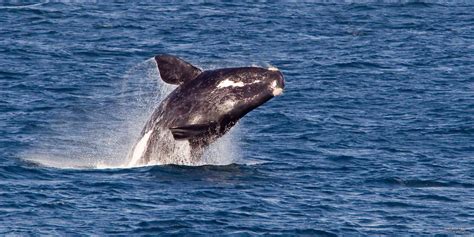 southern right whales deutsch