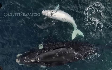 southern right whales videos