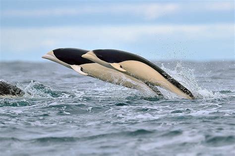 southern white whale dolphin