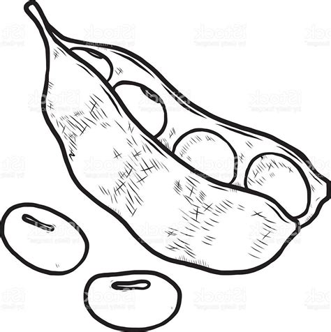 Soy Bean Drawing