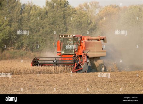 Soy Beans Harvesting