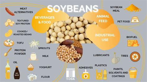 Soy Beans Usage