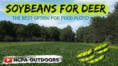 Soybeans For Deer Plots