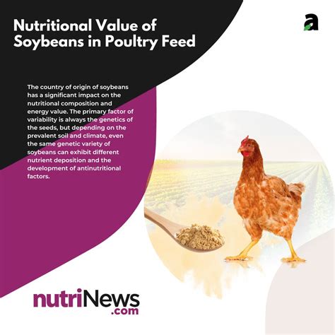 Soybeans For Poultry Feed