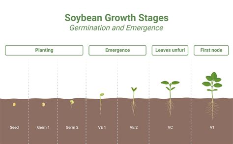 Soybeans Germination