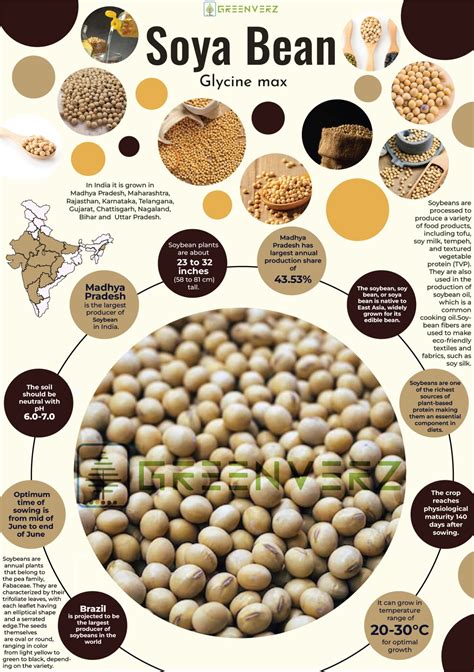 Soybeans Meaning