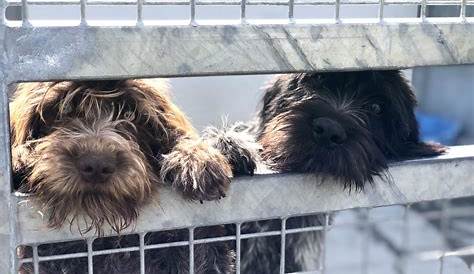 Spa Du 47 Aujourd'hui, 50 Chiens à Adopter Au Refuge SPA De