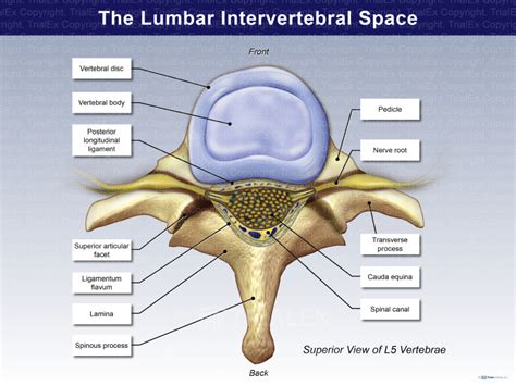 Space Between Vertebrae In Back