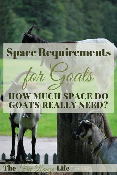space requirements for goats