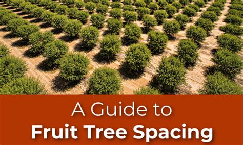 Spacing Between Trees In An Orchard