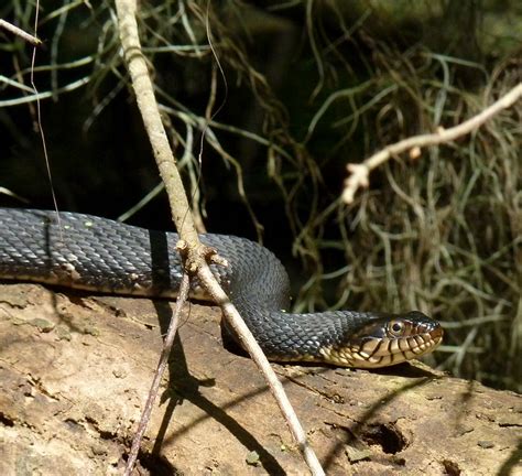Spade Shaped Head Snake
