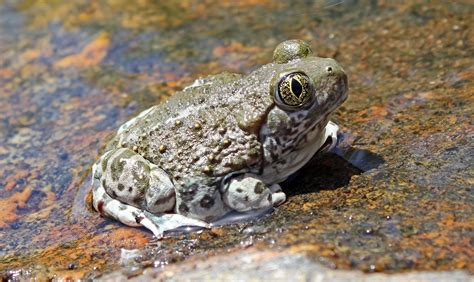 Spadefoot Toad Pictures Printable