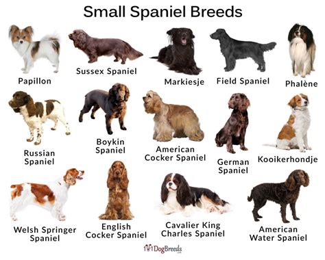 spaniel breeds small