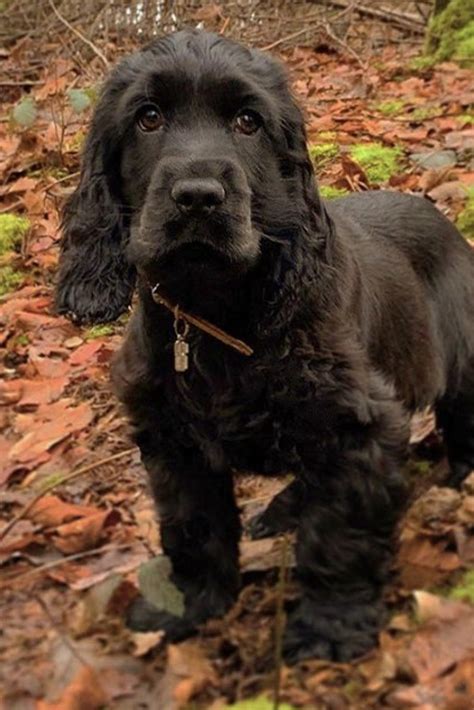 spaniel cocker black