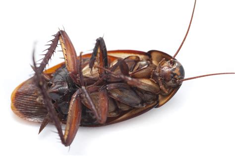 Cockroach Facts Name, Body and Behaviors of Household Roaches