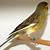spanish timbrado canary