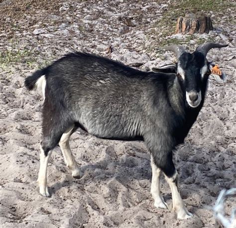 spanish goats for sale near me