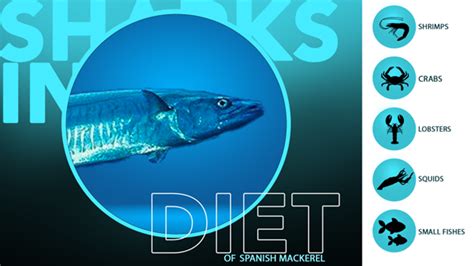 Spanish Mackerel Diet