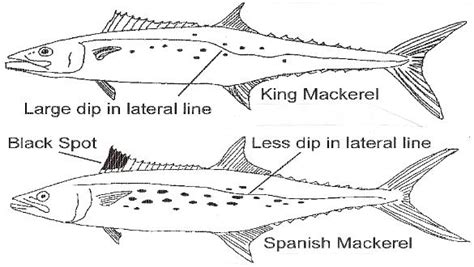 Spanish Mackerel Location