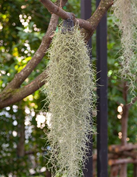 Spanish Moss Live