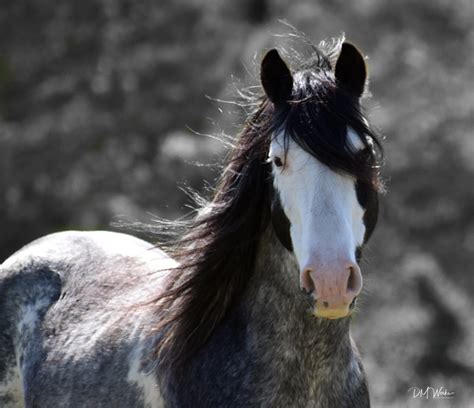 spanish mustang horses for sale