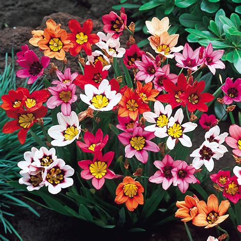 Sparaxis Bulbs In Containers