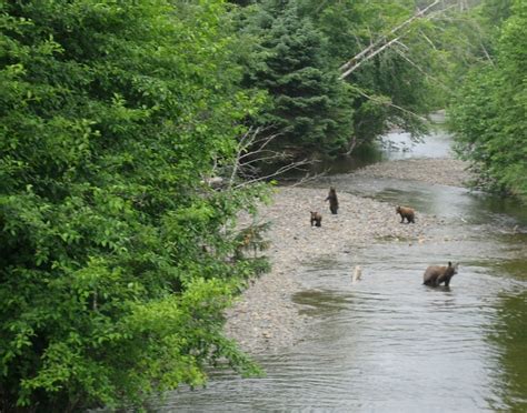 Spasski River Valley Wildlife & Bear Search PSO Shore Excursions