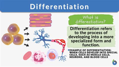 spatial differentiation definition biology