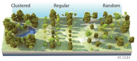 spatial distribution definition in geography