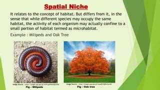 spatial niche description