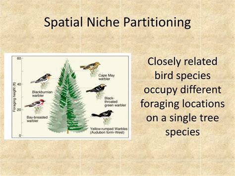 spatial niche partitioning example