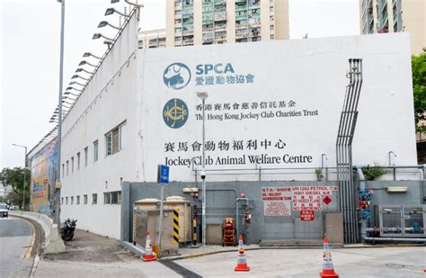 Spca Adoption Process Singapore