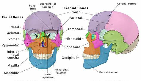 anatomy of the skull p 1 - YouTube