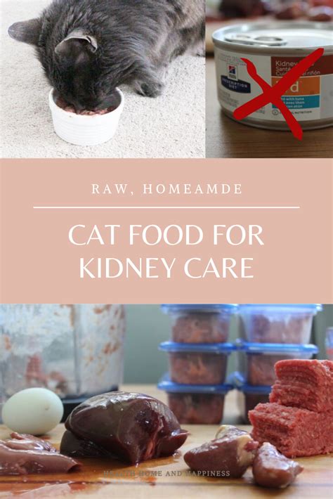 special cat food for kidney disease recipes