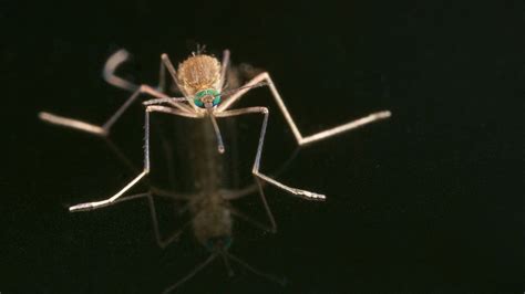 special mosquitoes to fight dengue