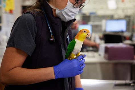 specialized care for avian & exotic pets