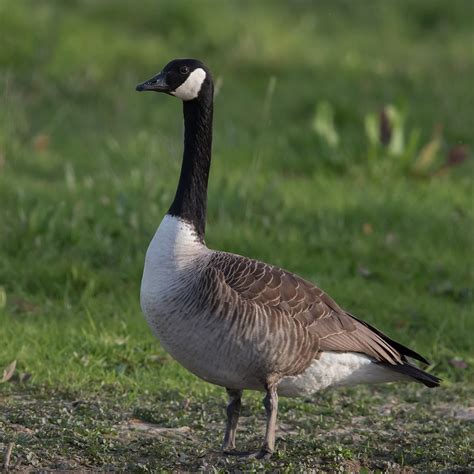 species of canada goose