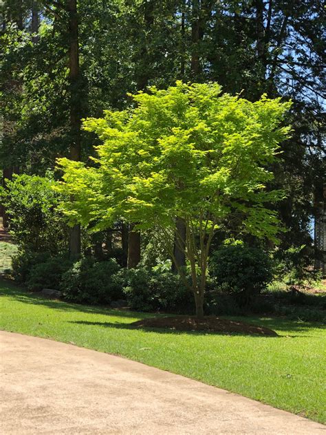 Specimen Maple Trees
