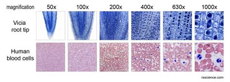 Specimen Microscope Term